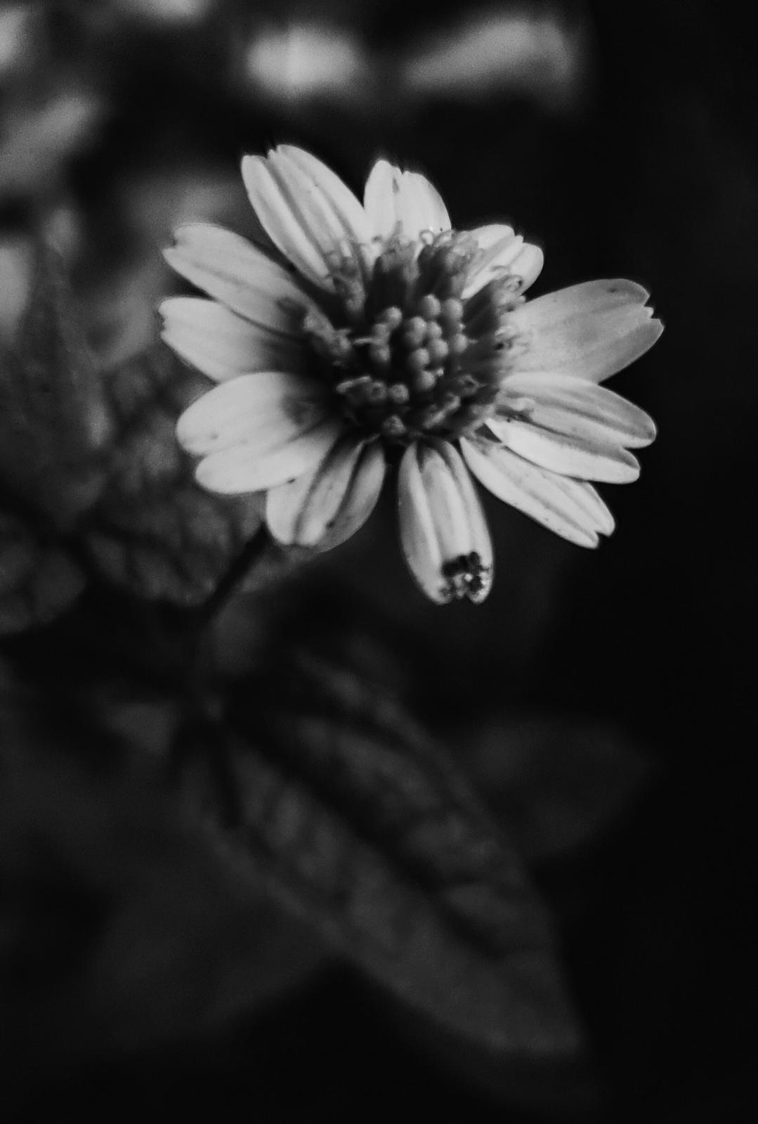 Photographie en noir et blanc d’une fleur par JAKKHO