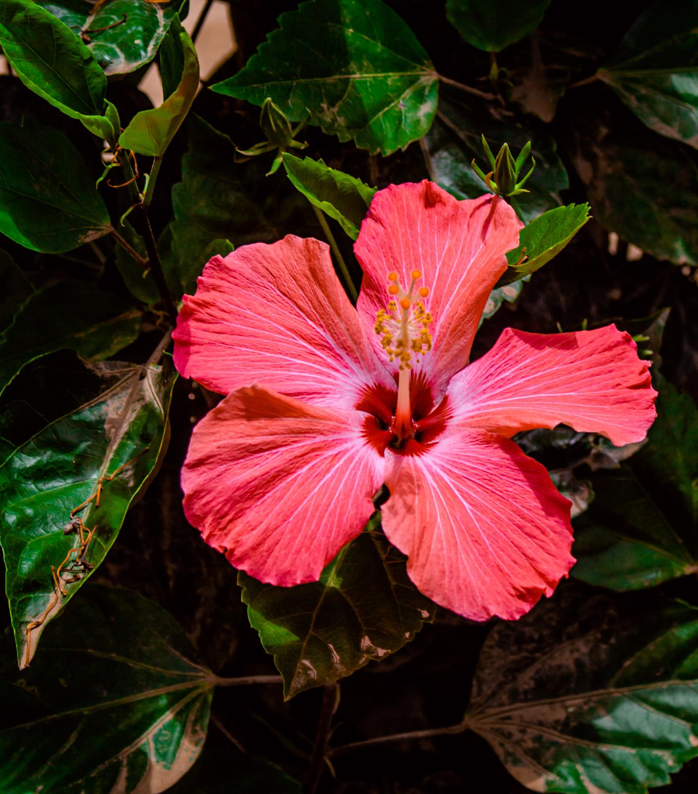Photographie d’un hibiscus rouge par JAKKHO