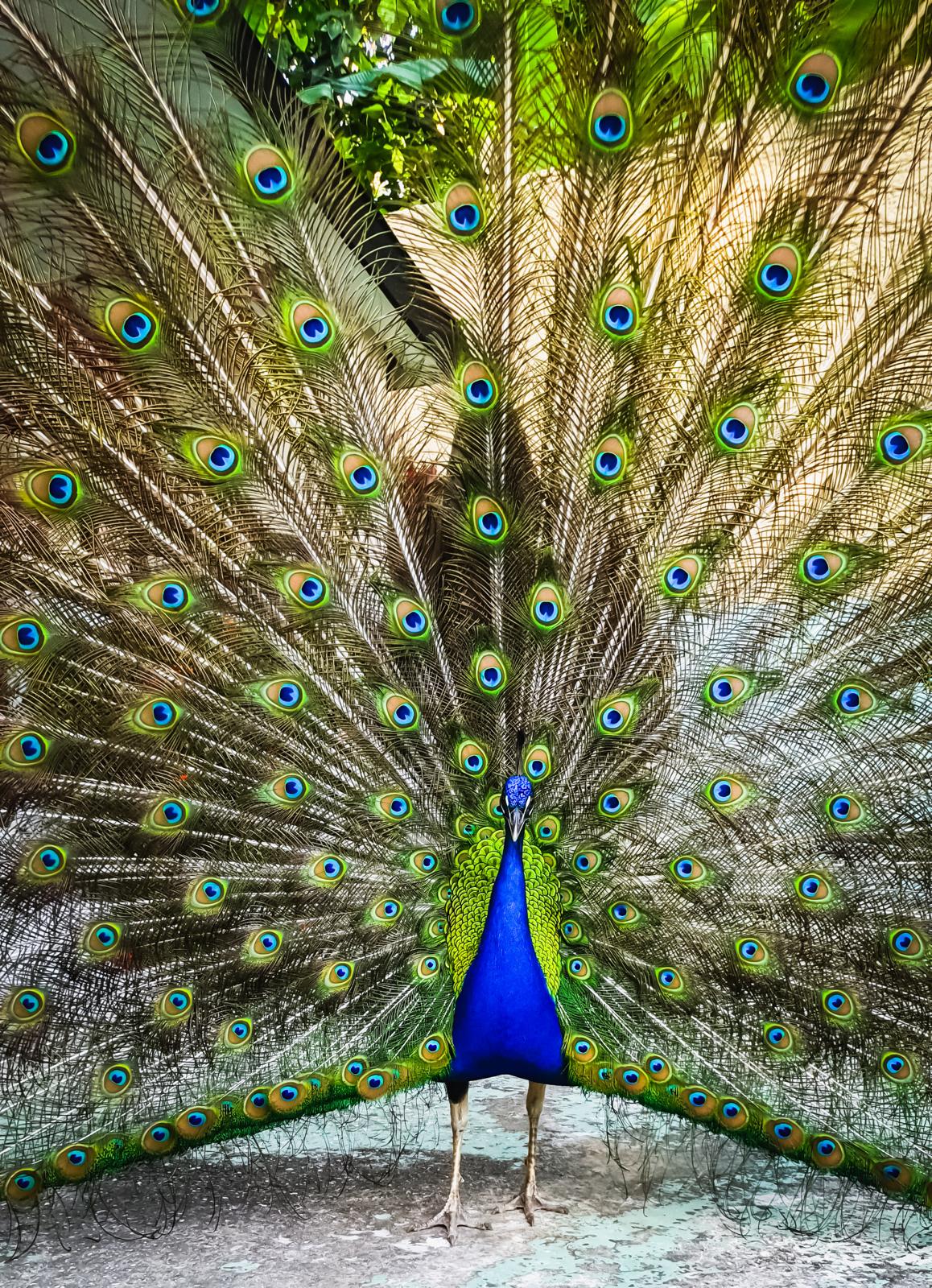 Photographie d’un paon par JAKKHO